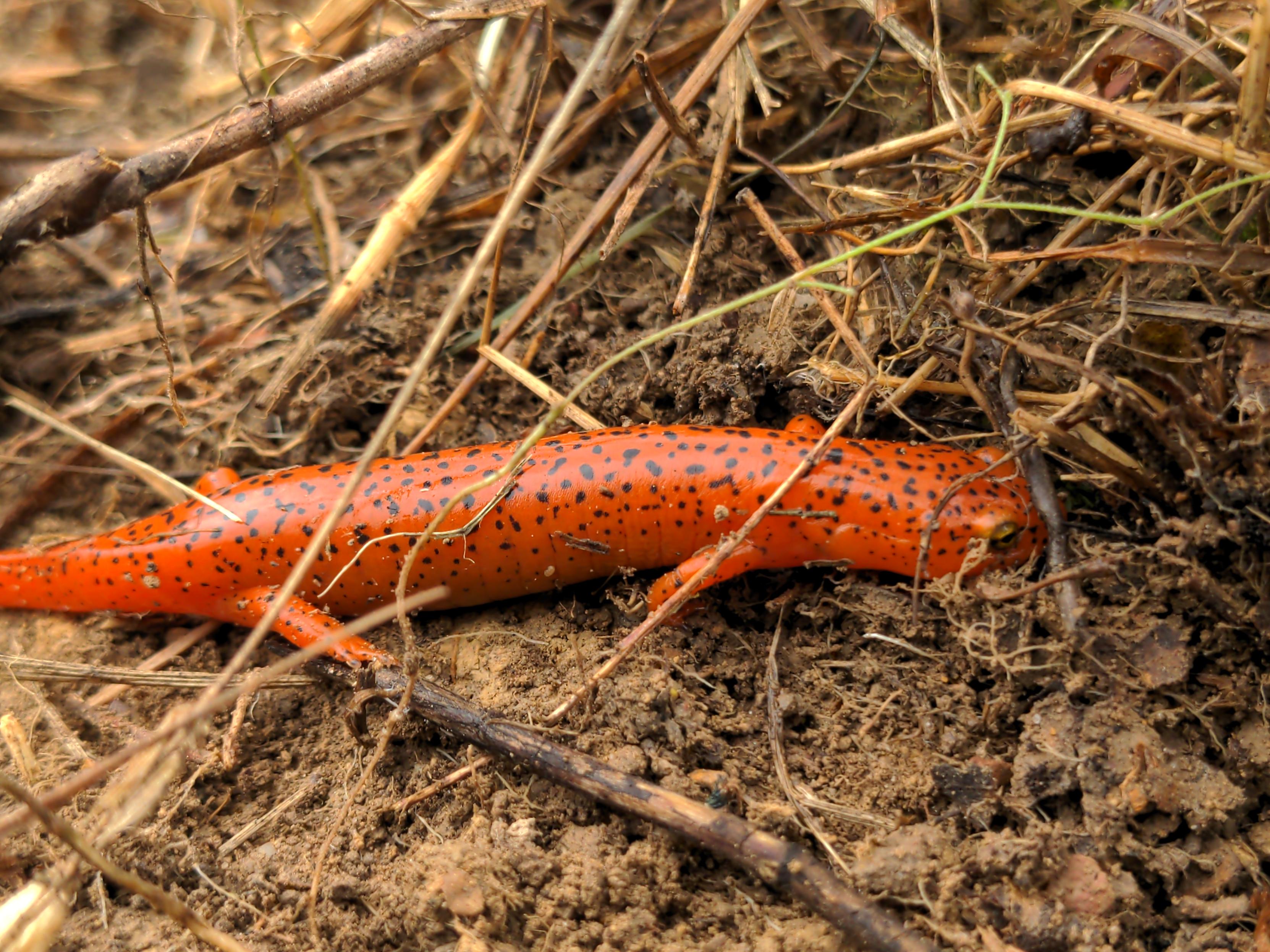 A closup view of a red salamander moving across exposed soil looking for cover after being disturbed from cover around an edible pear tree.