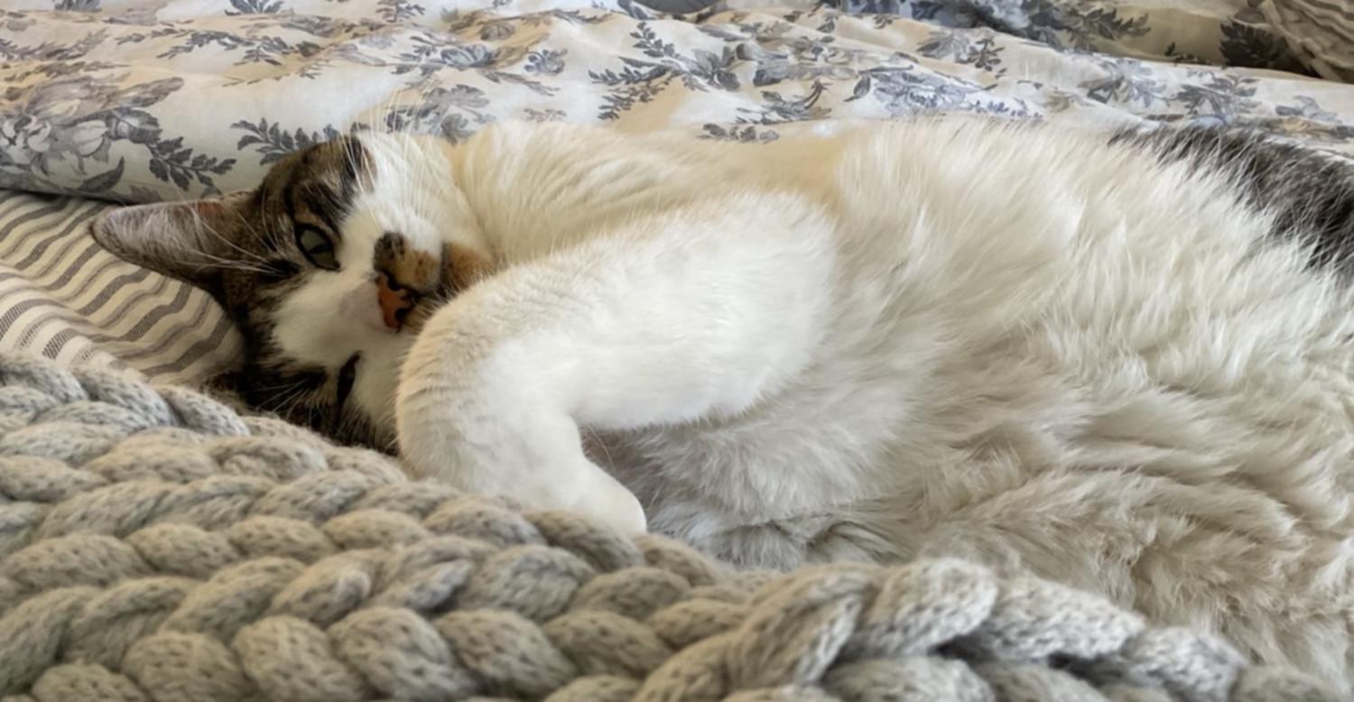 cat laying on a bed