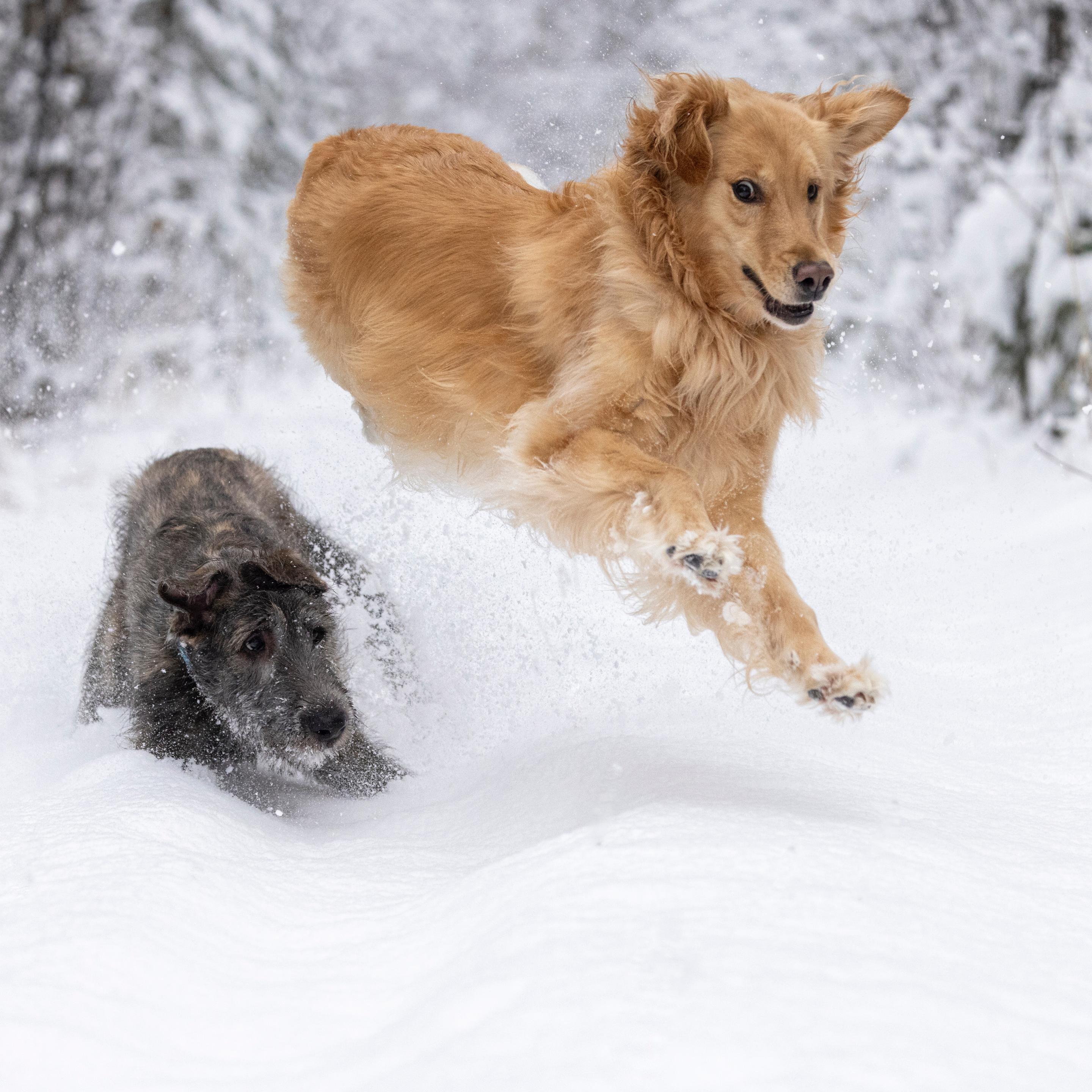 Our golden retriever jumping over top of our Irish wolfhound puppy in the snow. She is spraying him with snow and looking back at him. She is fully airborne and he is crouching down looking at her.