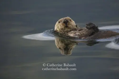 A sea otter on its back in calm seas looks at the photographer. Its hands are joined together.