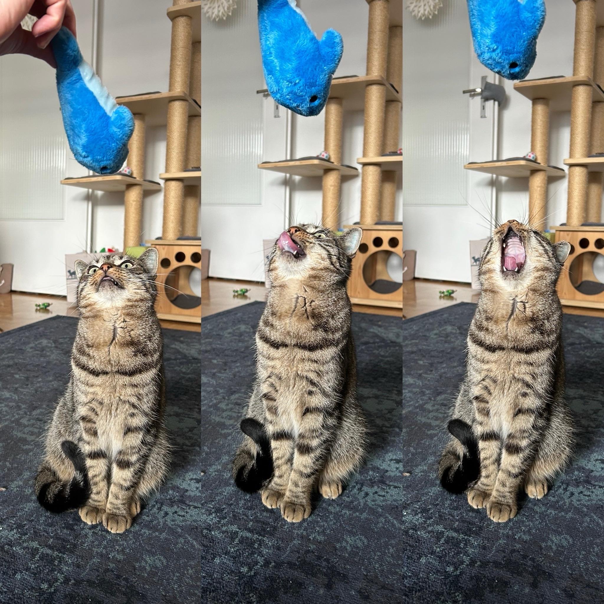A playful tabby cat sits on a carpet with its mouth open, looking up at a blue stuffed toy being held above it. The cat's expressions change in a series of three images, showcasing curiosity and excitement while trying to reach for the toy.