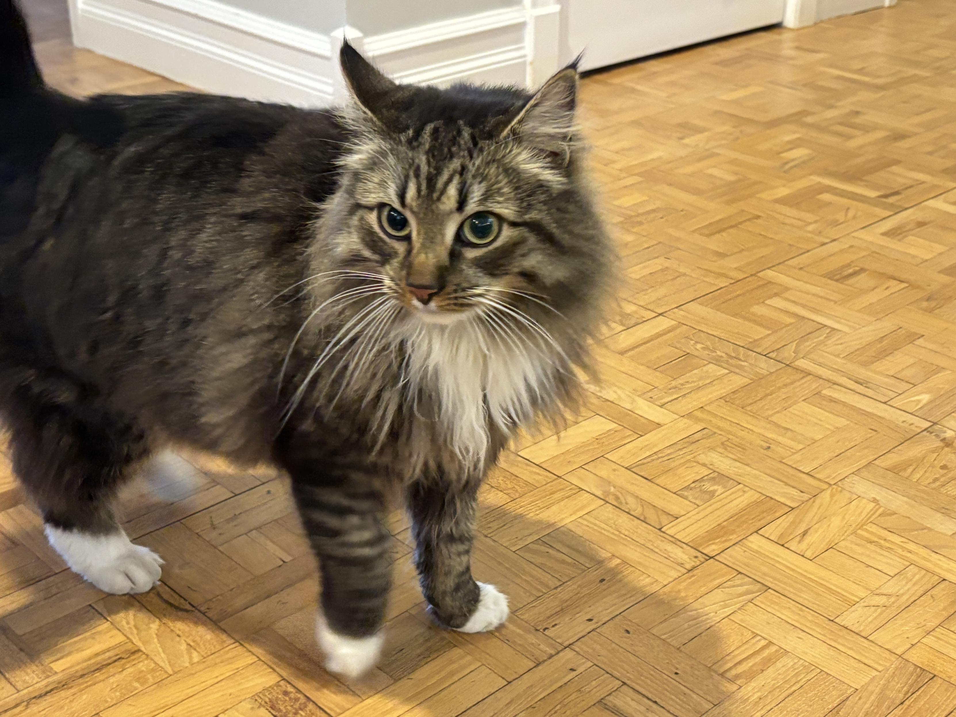 Floofy brown and white tabby cat with long whiskers