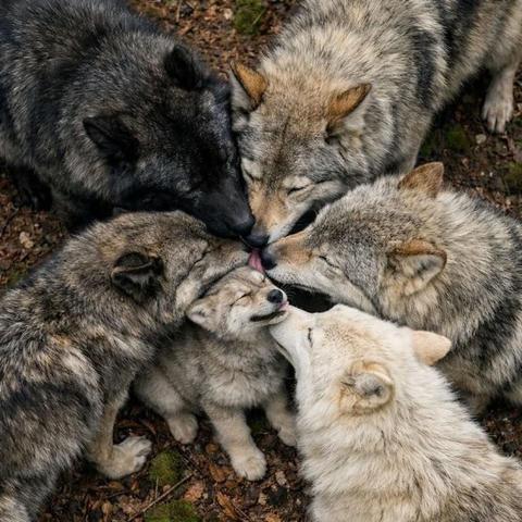 Five adult wolves nuzzling a single wolf cub.