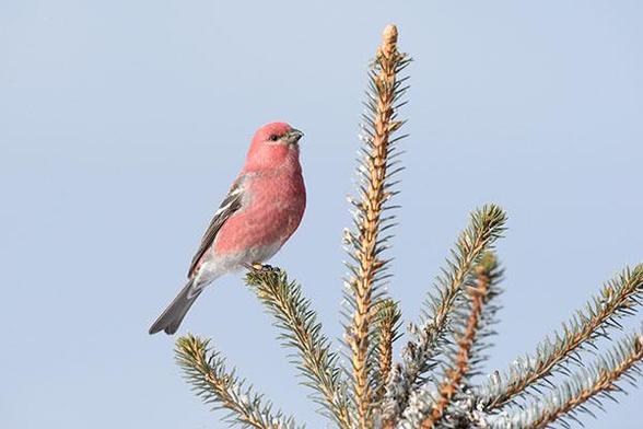 The bird is just left of the middle of the photo