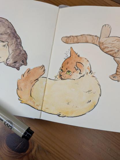 A fluffy cat curled up and looking up.