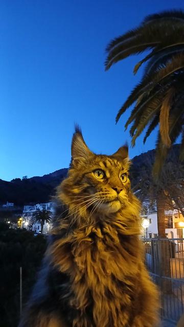 wild looking cat