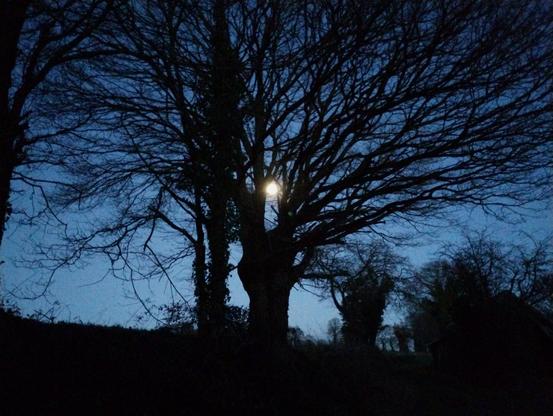 a rustic landscape silhouetted in the evening twilight. in the center of the frame, the glowing eye of the moon stares from between the spidery branches of a tall, shadowy tree.