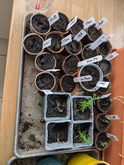 A collection of small plant pots, there are small shoots in some of them.