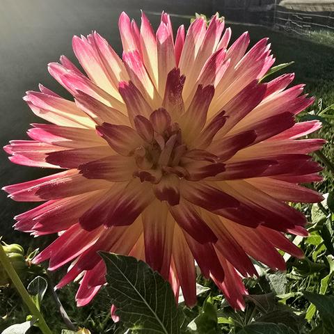 A pink and cream dahlia flower backlit by the sun.