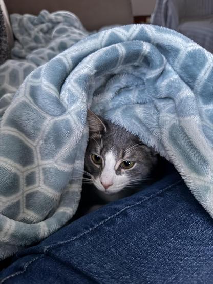 A grey and white cat lying on the couch with me, so that he’s behind the bend in my knee. A large fleece blanket is draped over both of us so that just his face and one ear is visible