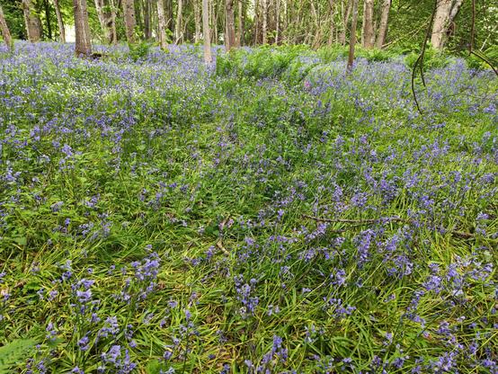 A clearing in the local woods. The bottoms of a number of trees form the background to this shot. The foreground is the large number of native Bluebells amongst the rough grasses.

Sadly, like many Bluebell photos, the colours are not as intense. Instead of bright blue, we get a washed out blue-grey instead. This photo is no different.