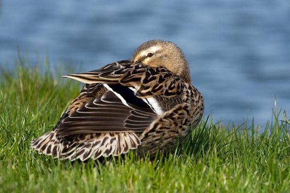 A female mallard duck resting on green grass next to blue water. Her head partly tucked underneath a wing, just barely keeping an eye on the photographer.