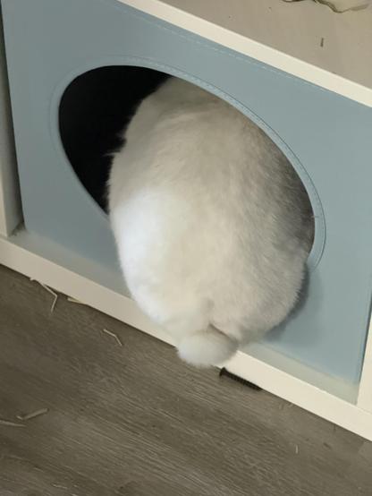 A white rump of a rabbit in a “cat house” for an IKEA shelf.