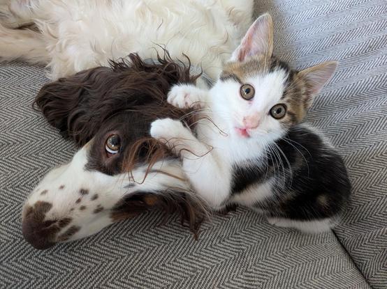 La cocker allongée avec le cahton qui lui tire les cheveux.
Le chaton a un air débile avec ses yeux ronds et sa langue légèrement tirée