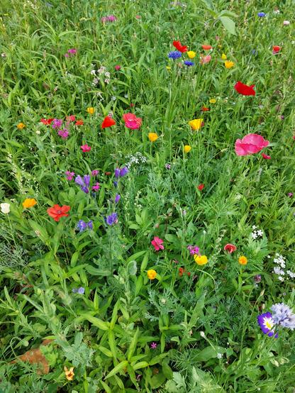 Eine bunte Blumenwiese.