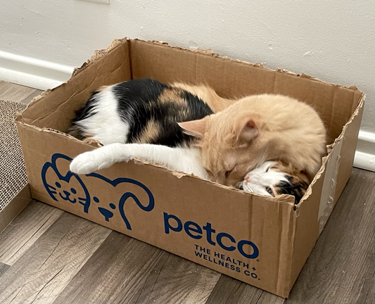 A big orange cat grooms a calico cat, both in the same box
