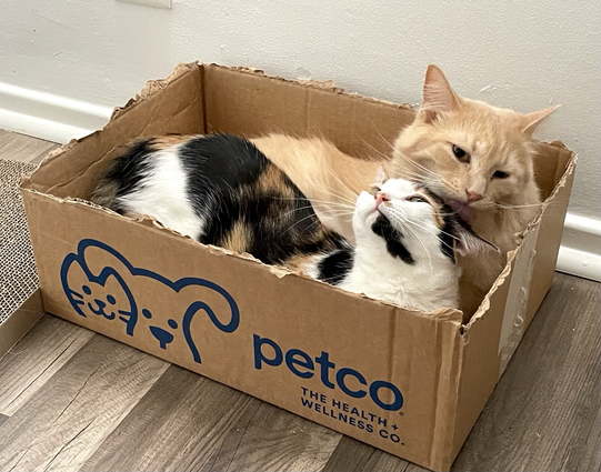 A calico cat rubs her head on the chin of a big orange cat as they lay together in the same box