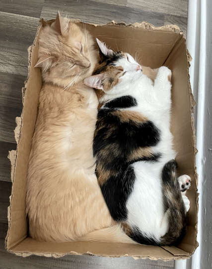 A big orange cat and a calico cat snuggle together in a box