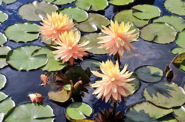 Apricot colored fully open blooms in bright daylight next to the round green leaf pads of their plants on the water surface which is mirroring the blue sky and thin white clouds above. Some darker green bud are pushing up through the water next to some of the pads.