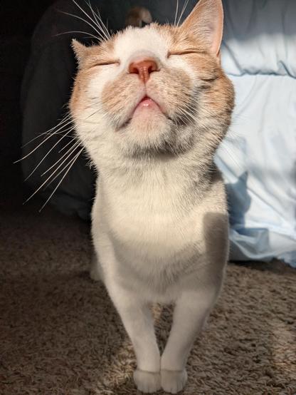 Photo of orange and white cat in direct sunlight with his eyes closed, face looking upward