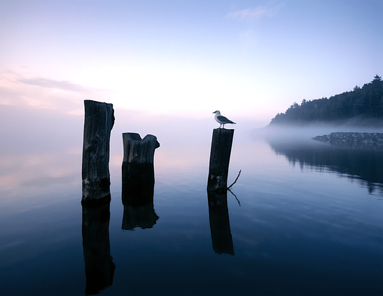 A seagull perches on a weathered post at dusk, surrounded by mist and calm water, evoking tranquility and solitude.
Eine Möwe sitzt bei Dämmerung auf einem verwitterten Pfahl, umgeben von Nebel und ruhigem Wasser, und vermittelt Gelassenheit und Einsamkeit.