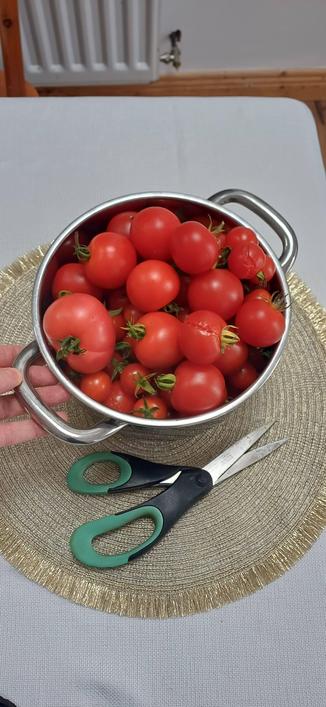 A stainless-steel saucepan filled with freshly picked red tomatoes grown in a TOG member’s garden, sitting on a table beside a pair of kitchen scissors.