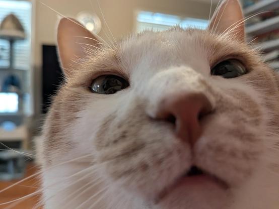 A very close up photo of an orange and white cat's face from a low angle.