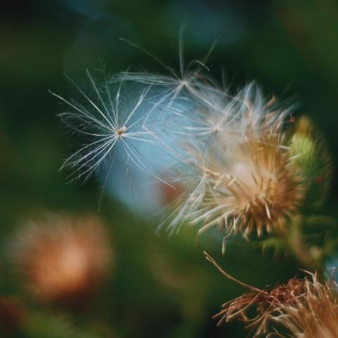 The white spindly seeds from a thistle are seen close up against a blurry background.