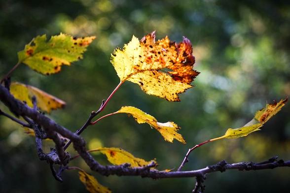 Bright yellow/brown leaves are seen on a branch lit from the sun. Set against a green blurry background.
