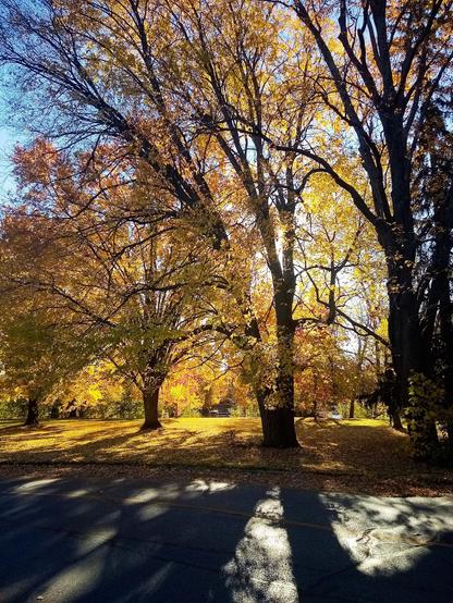 A large group of tall trees covered in yellow leaves are seen backlit with the sun on a clear autumn day. The thick branches from the trees a clearly shown and their shadows stretch out across the grass and a paved road towards the photographer.