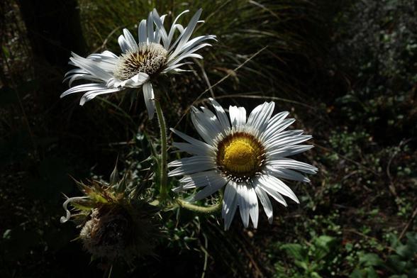 The pretty white daisy flower is called Berkheya cirsiifolia
