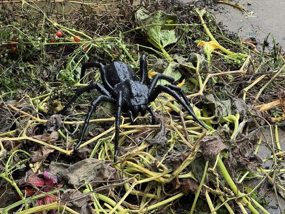 a 2ft long 3D-printed spider, in black, resting on a pile of dead tomato plants. it's covered in water droplets.