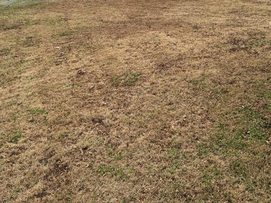 The same vantage point, as before, but the leaves has been mulched into the yard. 