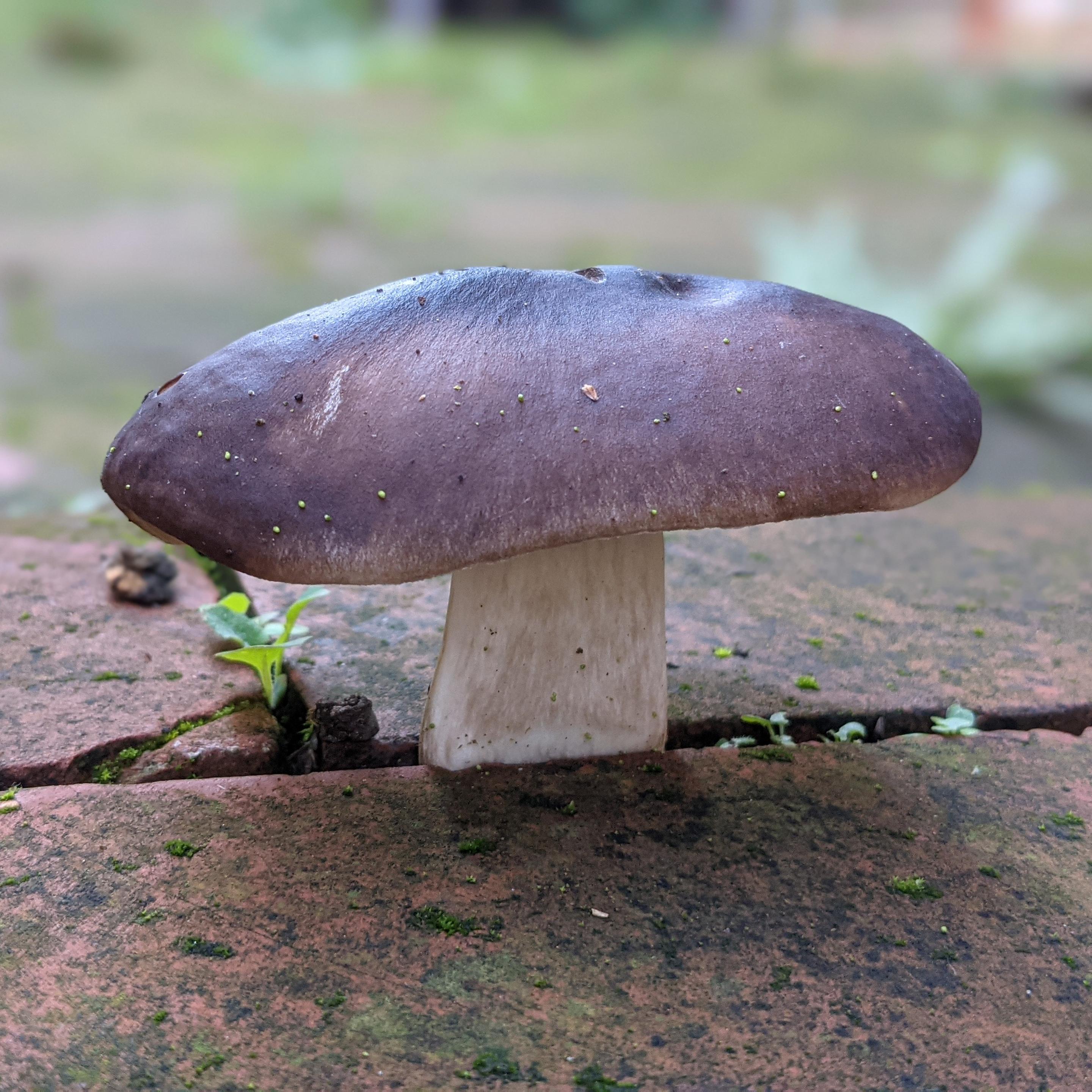 A comically wide yet narrow mushroom growing out from the crack between two backyard red bricks.