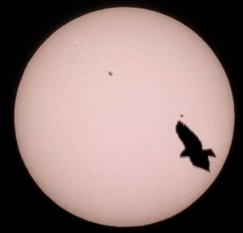 An image of the sun, with sunspots, and a large black area that's clearly a bird photo-bombing.