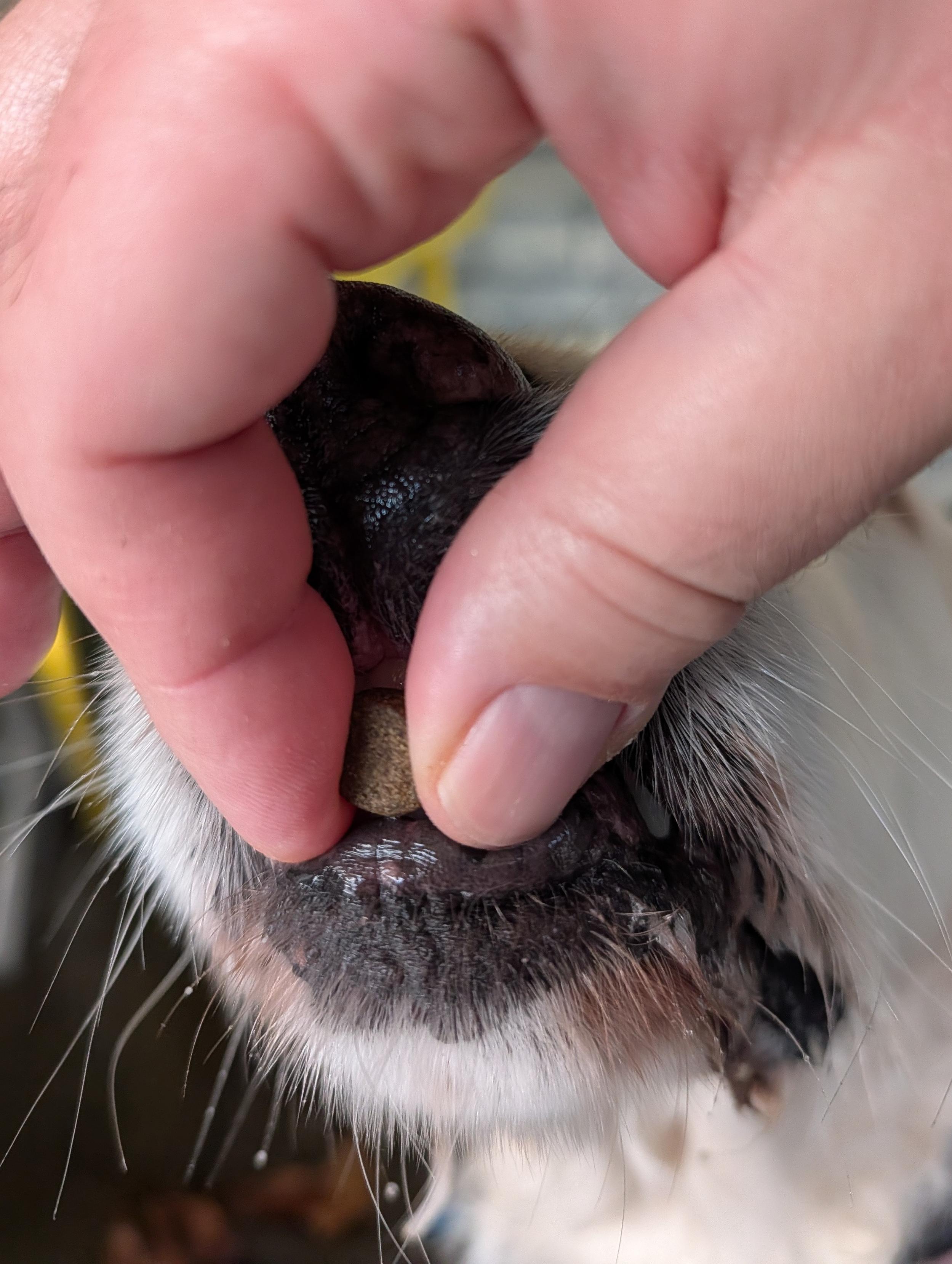 Dogtor nibbling an a kibble between my fingers