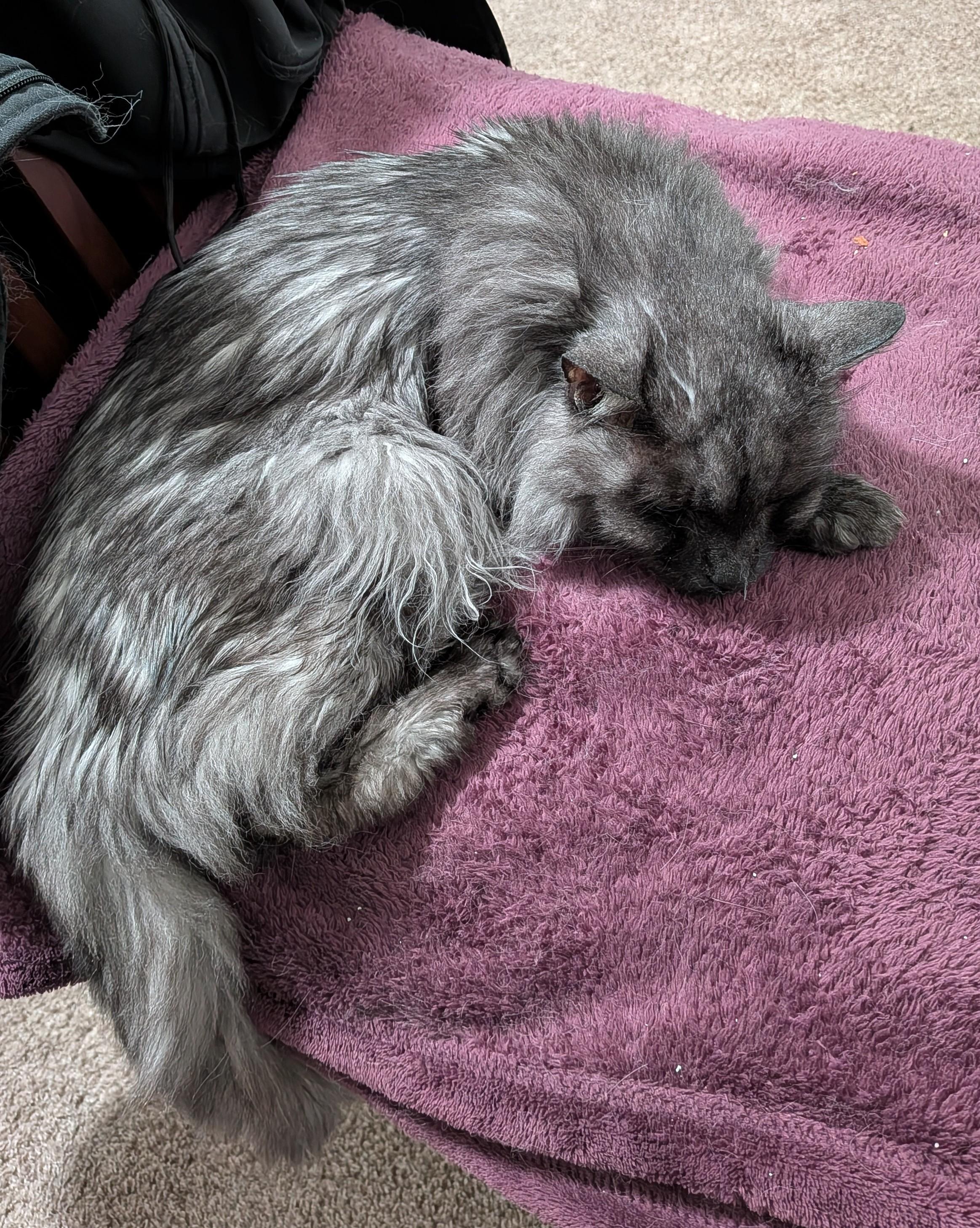 Longhara griza kato nomata Shaggy dormas profunde sur mola, purpura litkovrilo.