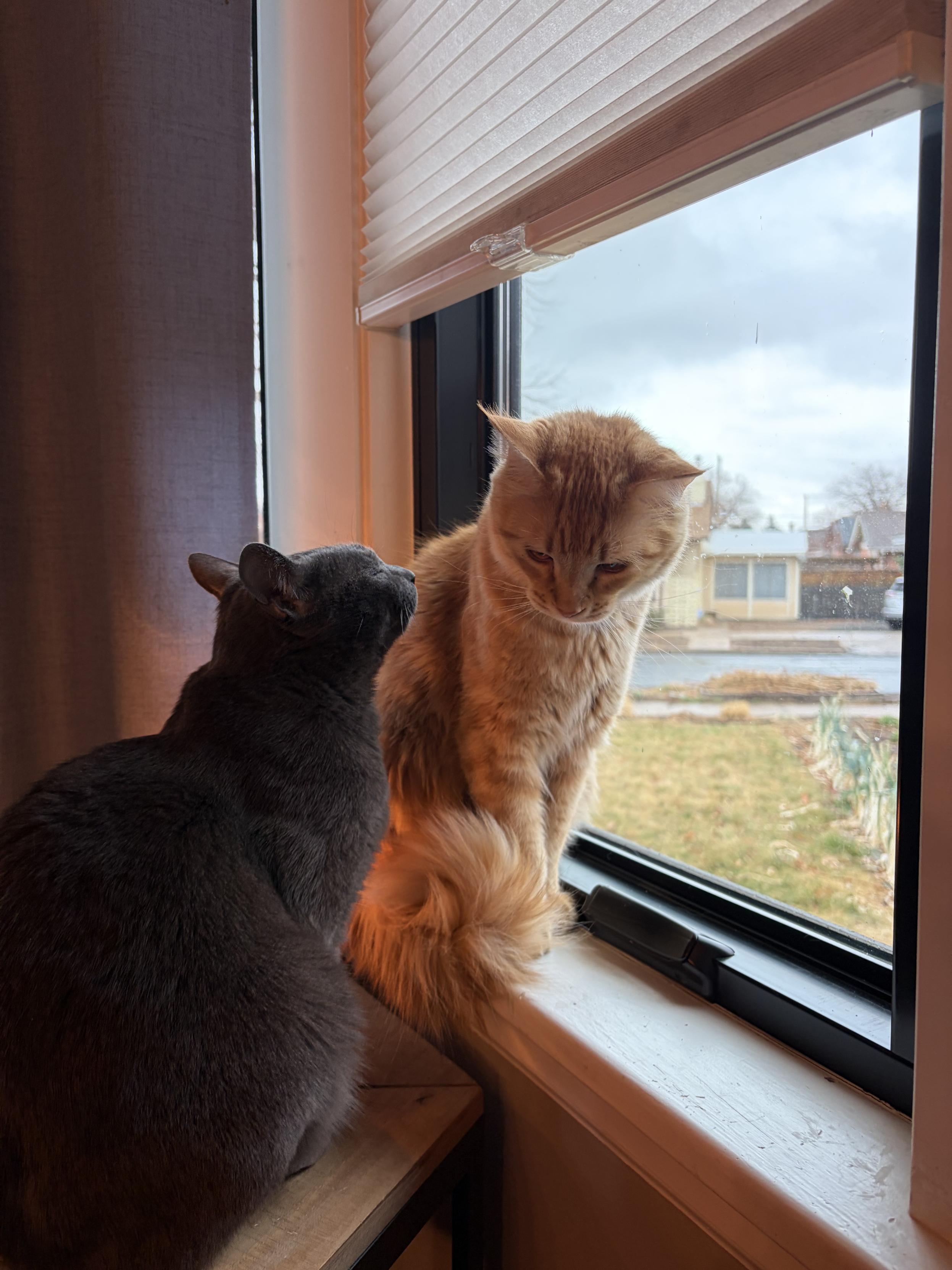 Orange and grey cats at a window
