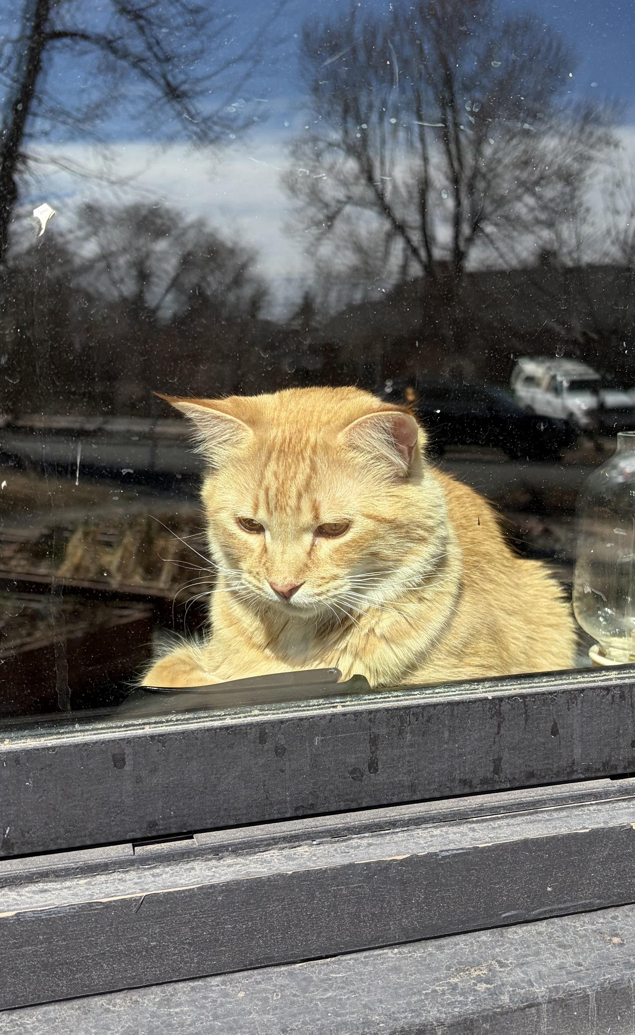 Orange cat from outside a window