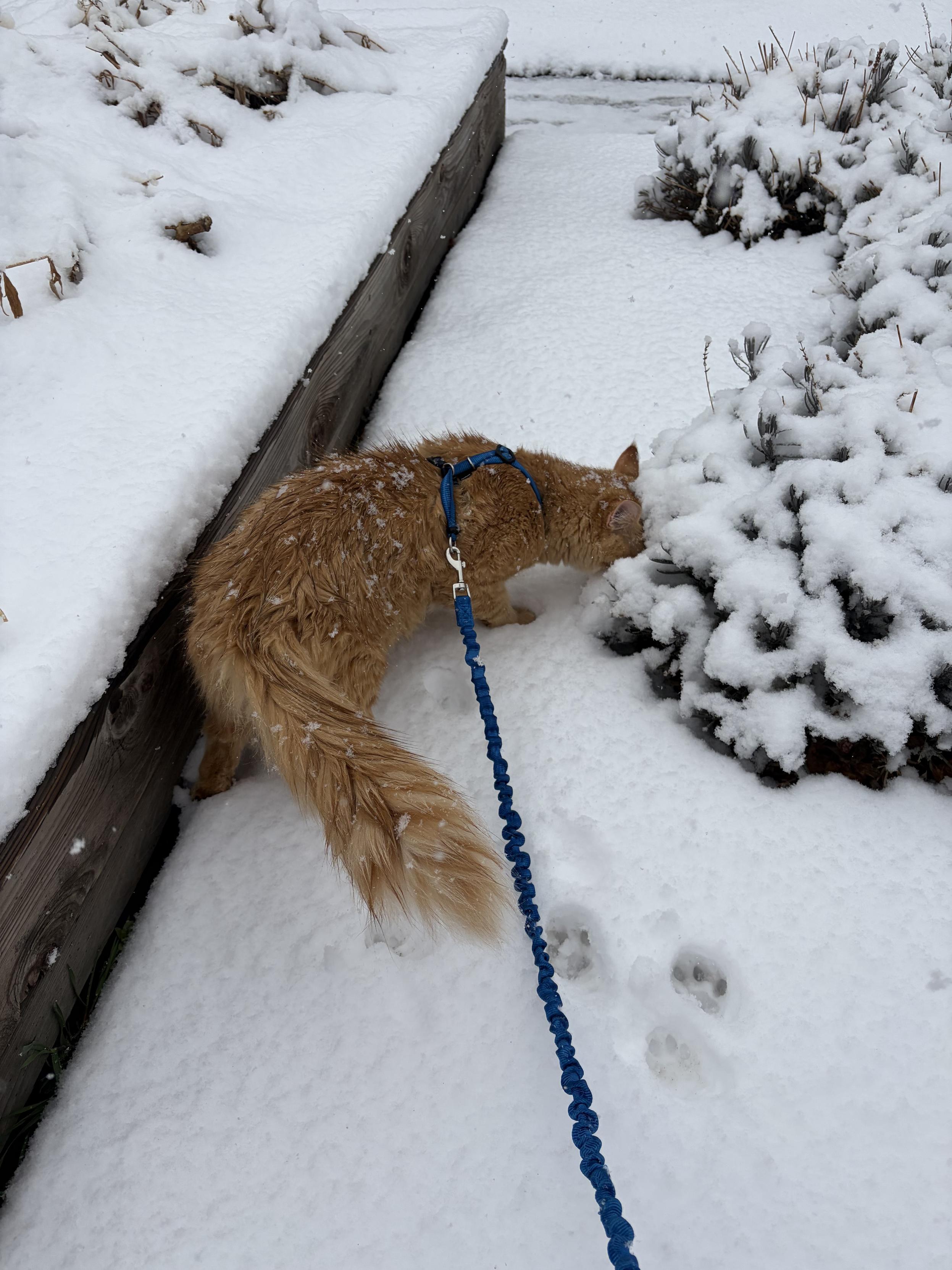 Orange cat on a blue leash in the snow