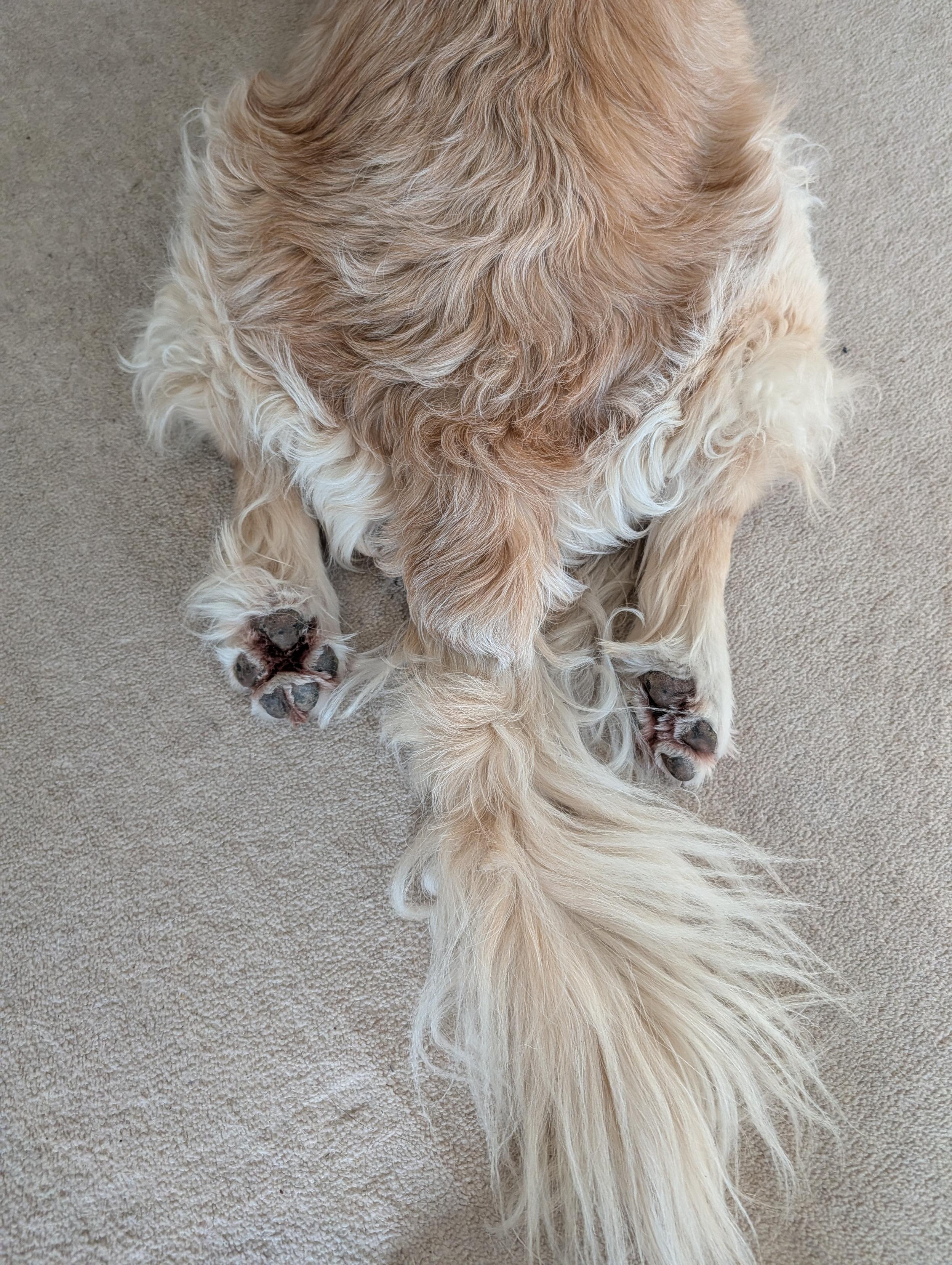 Fluffy tail, fluffy butt and drumsticks of Dogtor, as he's lying on the carpet.
