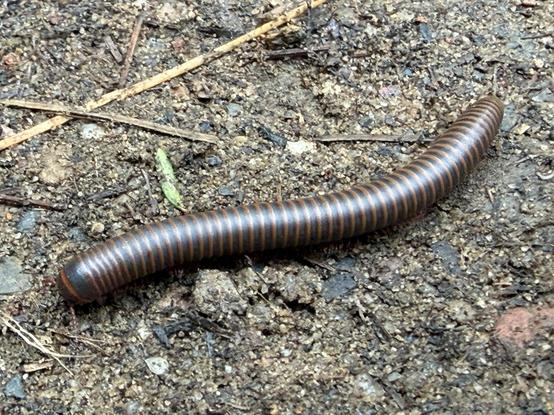 A large millipede, with 55-60 brown and grey striped bands, walking across soil. 