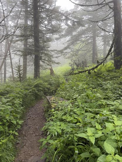 The peak of the Appalachian Trail through Tennessee across the North Carolina border. A foggy path through a wooded forest. Ferns on both side.