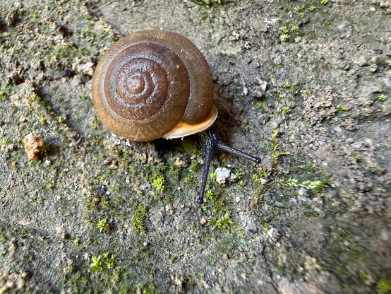 a snail, with it's head and eyes out of the shell. it's brown with a white rim of the shell.